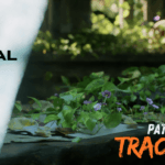 Image Rendering with Path Tracing